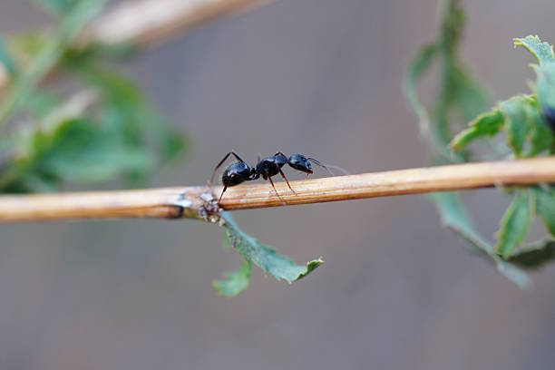 An ant on a plant stalk. Insects.