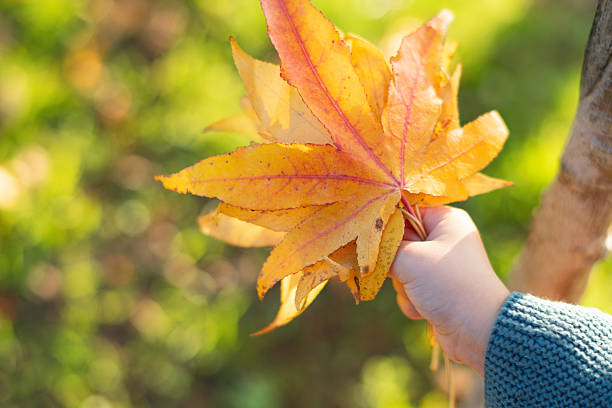 Child with yellow maple leaves outdoors