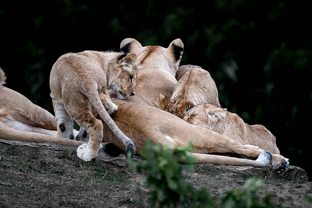 istock Lioness With Her Young Cubs 2237731742