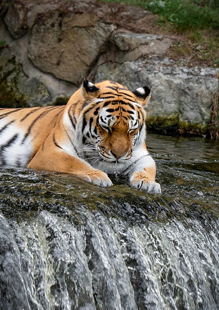 Tiger playing in the water to cool off