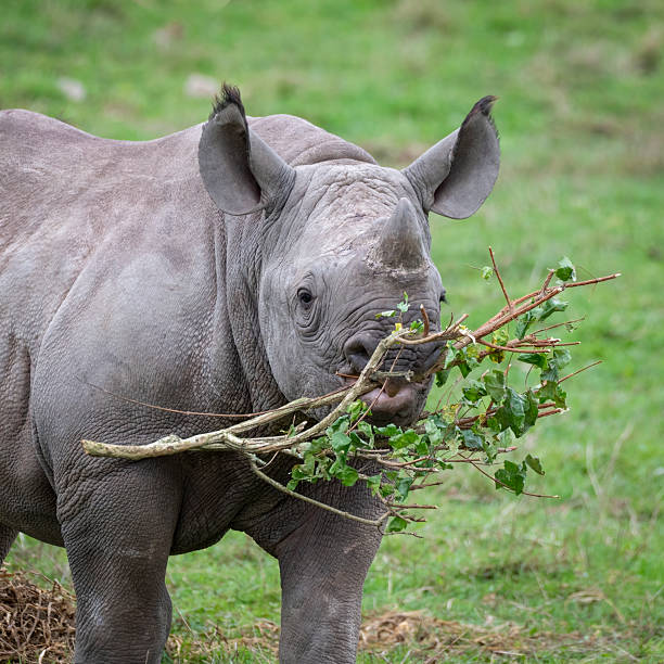 A Nepal Rhinoceros eating a tree branch.