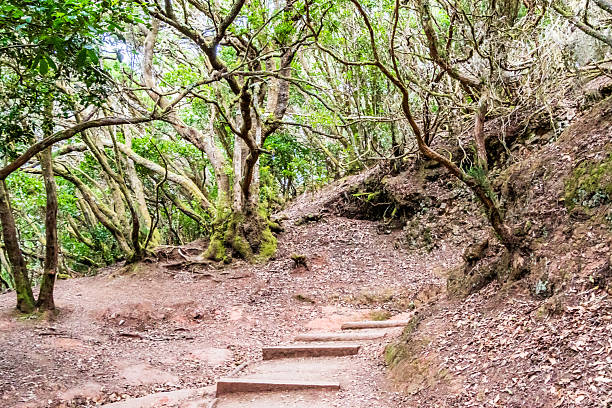 istock Anaga Rural Park, Tenerife Island. 2237732160