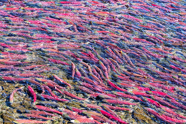 Hundreds of red salmon in river at Brooks Falls, Katmai National Park, Alaska. The salmon are swimming to jump the falls and are in large group of fish.