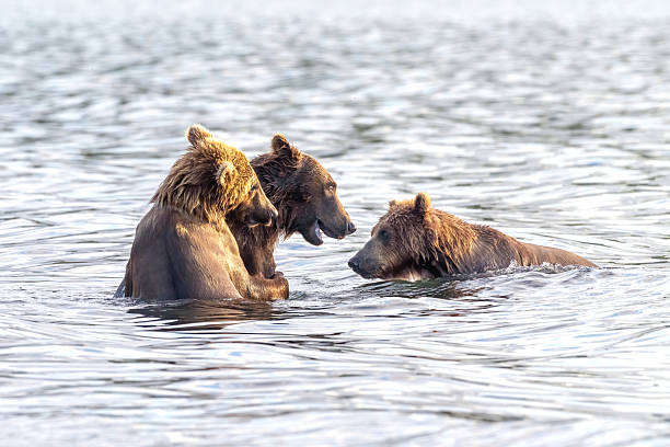 istock Grizzly Bears Playing Fighting in River 2237737090