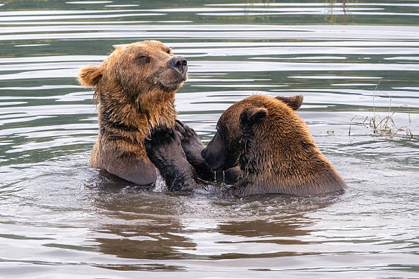 istock Grizzly Bears Playing Fighting in River 2237737510