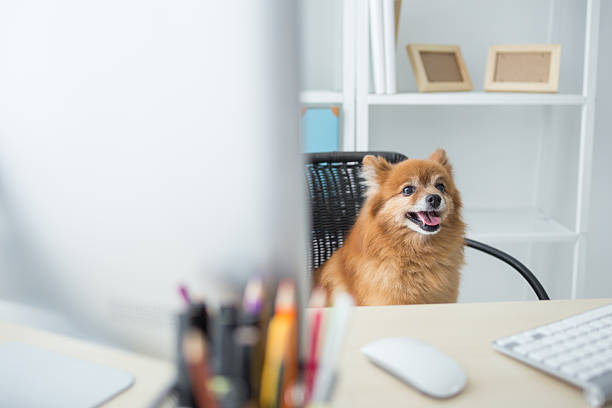 istock A cute dog sitting on a chair in an office setting 2237737684