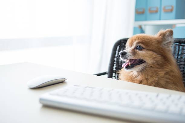 istock A cute dog sitting at a desk with a keyboard and mouse 2237738825