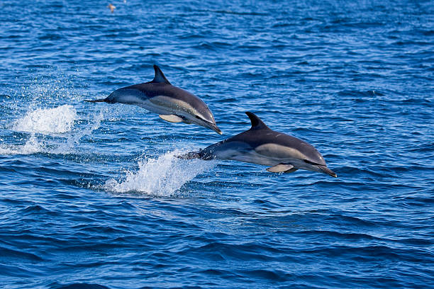 istock Common Dolphin leaping out of sea 2237740603