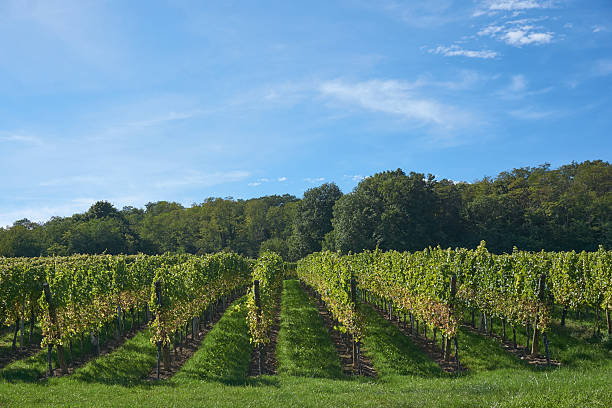 istock Golden Grapes Across Alsace Vineyards 2237740679