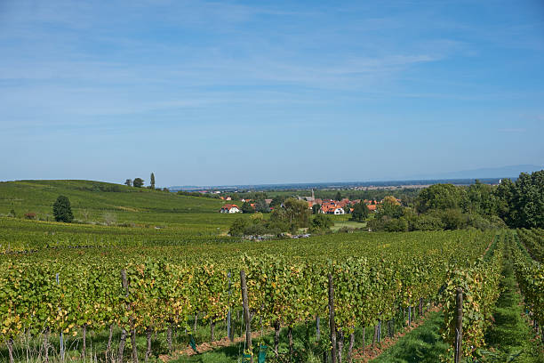 istock Golden Grapes Across Alsace Vineyards 2237740773