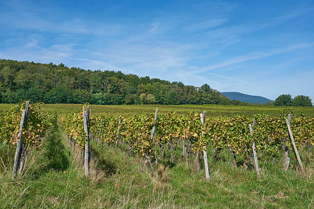 istock Golden Grapes Across Alsace Vineyards 2237740800