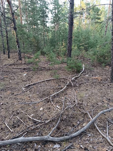 istock Broken tree branches lie on the ground in a forest surrounded by coniferous trees. 2237741077