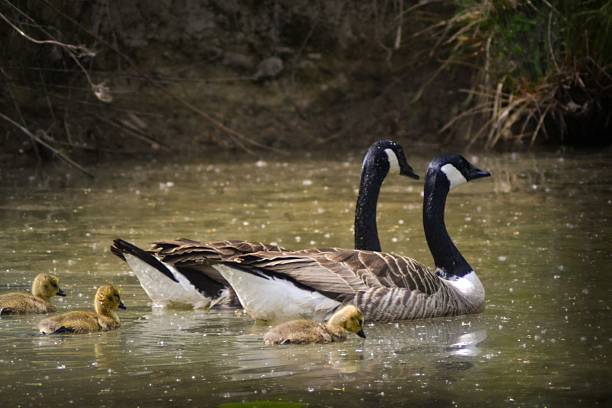 istock Canadian Goose Family 2237742503