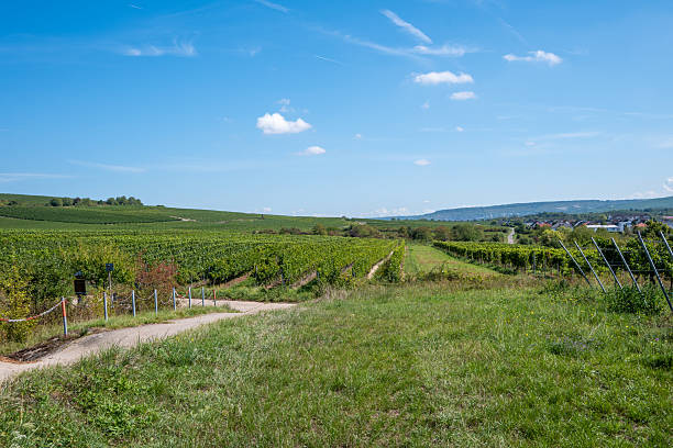 istock Much green trees of red wine grapes in vineyard. 2237743920
