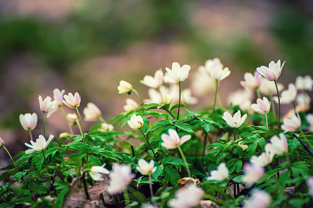Wood anemone in early springtime