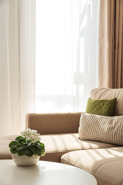 istock Cozy Living Room with African Violet on Coffee Table 2237745951