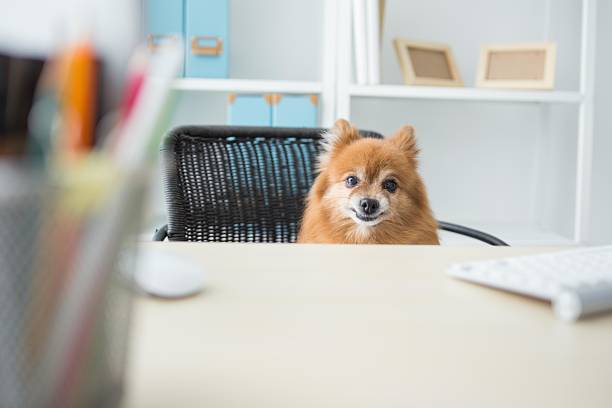 istock Cute dog sitting at office desk looking curious 2237746455