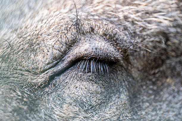 Wild boar in the farm