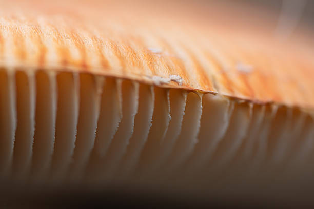 Abstract macro photograph of the gills of a fly agaric mushroom (Amanita muscaria).