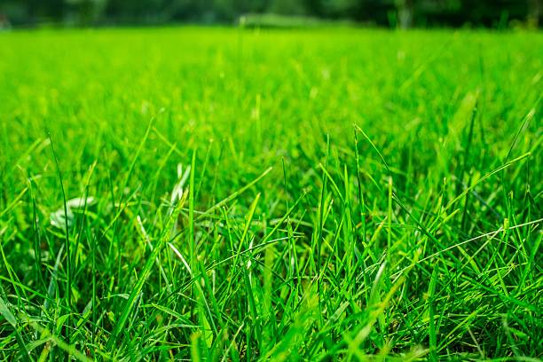 istock Vibrant green grass field with fresh and lush appearance 2237748141