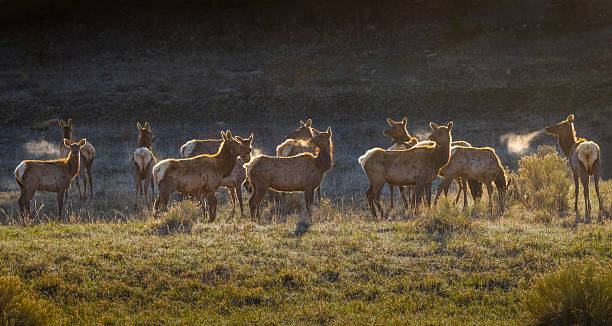 istock Elk Breath on a Cold Spring Morning 2237748727