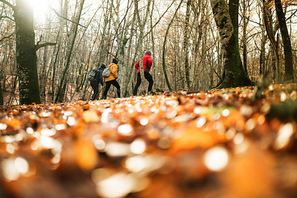 istock Three Friends Hiking in Autumn Forest with Falling Leaves 2237749934