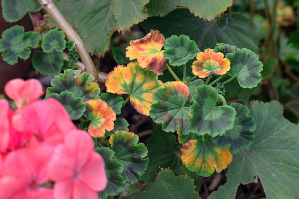 Close-up of yellowed and damaged leaves on a geranium plant showing poor health