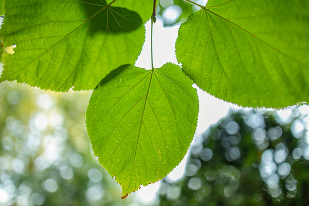 istock Tilia cordata 2237752683