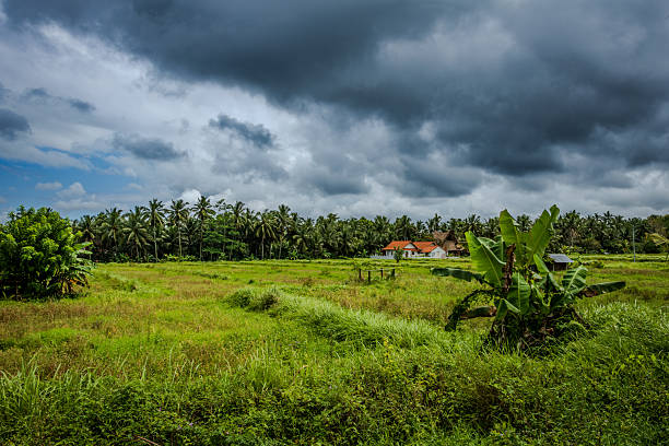 Lush green tropical landscape in Bali, Indonesia, with dramatic thunderstorm clouds gathering above, creating a striking contrast between nature’s beauty and the approaching weather