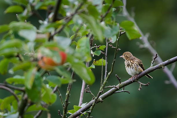 istock Tree Pipit (Anthus trivialis) perched on a tree branch near a ripening apple. 2237754667