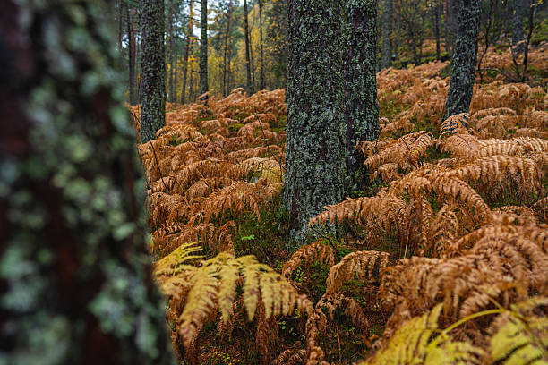 Close view of ferns turning golden brown beneath lichen-covered tree trunks in a quiet Norwegian forest during autumn.