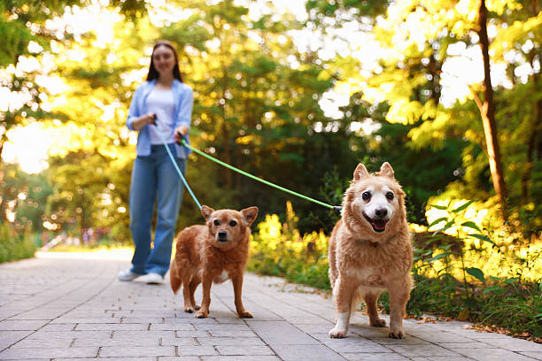 istock Young woman walking her cute dogs outdoors, selective focus 2237755466