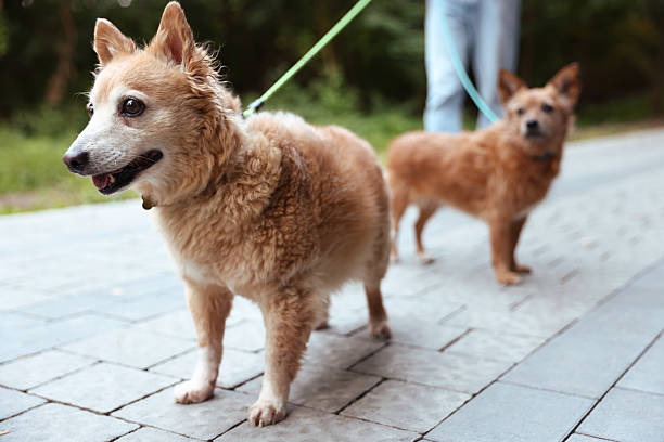 istock Man walking his cute dogs outdoors, closeup 2237756507