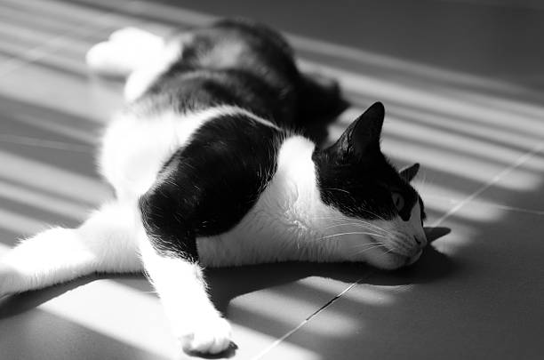 Lucy, my cat, is lying on the floor next to glass door in our rental flat in Kuwait and enjoying the evening light.