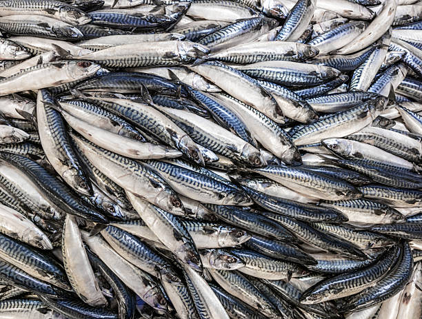 Freshly caught mackerel stacked in fishing industry container