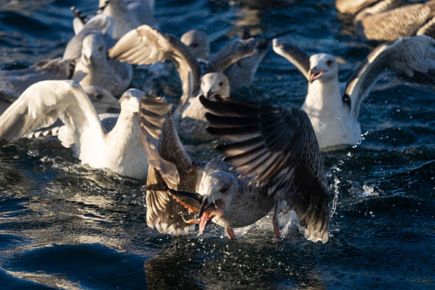 Flock of seagulls aggressively competing for fish in the sea, showing dynamic wildlife interaction and the link between fishing industry and marine ecosystems.