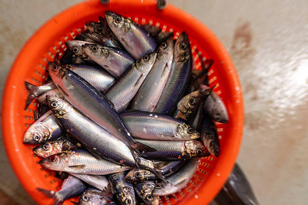 istock Freshly caught herring in orange basket 2237760388