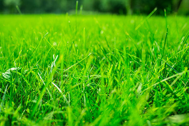 This image showcases a close-up view of vibrant green grass in a lush meadow. The fresh and verdant grass creates a serene and natural environment, representing the beauty of nature and the importance of greenery in our ecosystem.