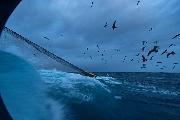 istock Fishing net in stormy North Atlantic with seabirds flying overhead 2237761771
