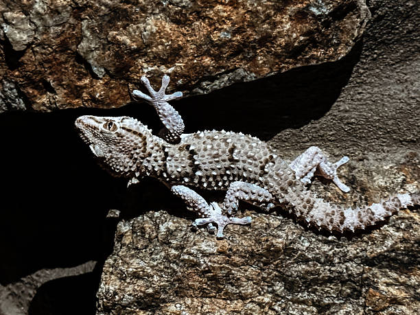 Moorish wall gecko (Tarentola mauritanica) hunting at night