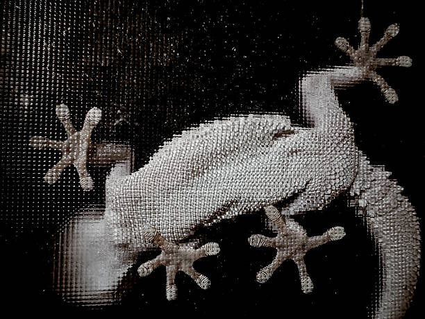 Moorish wall gecko (Tarentola mauritanica) sticking on the window