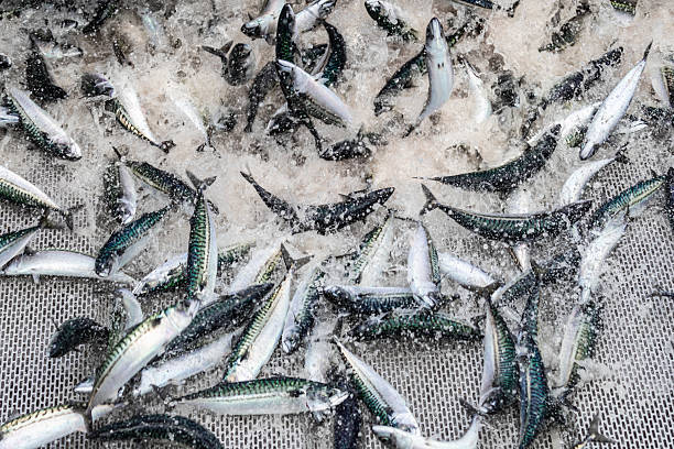 Mackerel catch illustrating overfishing and marine resource pressure