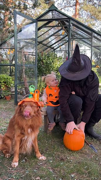 istock A boy dressed as a wizard, his sister dressed as a pumpkin and their dog are preparing for Halloween - they are carving pumpkins. 2237761997