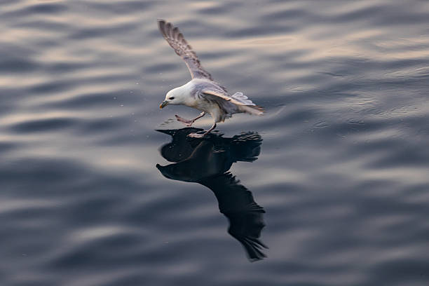 Close-up of a northern fulmar (Fulmarus glacialis) gliding just above the ocean surface, reflecting on the water. A typical seabird of the North Atlantic marine ecosystem.