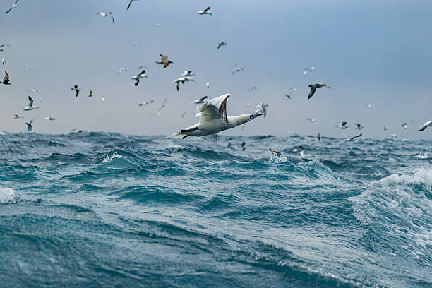 Flock of seabirds, including northern gannets, diving and flying above the ocean surface during a feeding frenzy in the North Atlantic, illustrating the dynamics of the marine ecosystem and wildlife interactions.