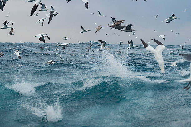 istock Seabirds feeding frenzy over rough North Atlantic waters 2237762931