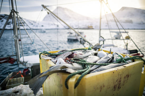 istock Freshly caught cod in fishing harbor, Arctic Norway 2237762944