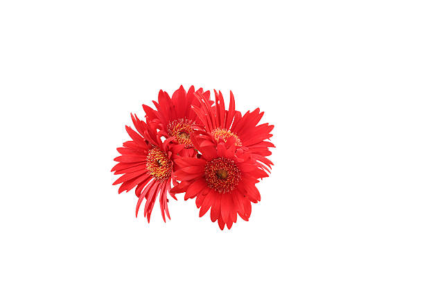 Bouquet of gerbera flower isolated on a white background.