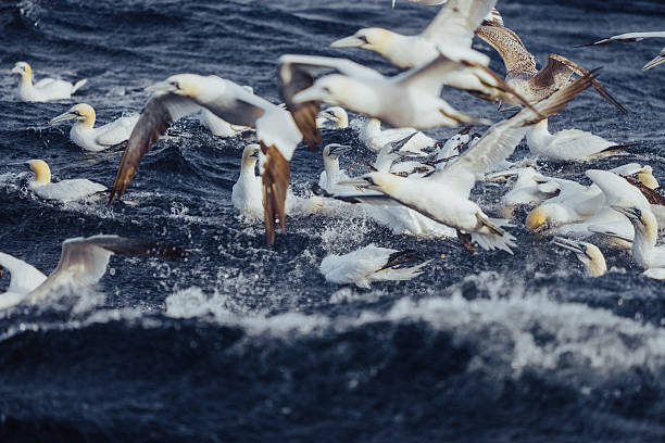 Close-up of northern gannets (Morus bassanus) competing for fish on the ocean surface, highlighting predator-prey interactions and the importance of seabirds in the North Atlantic marine ecosystem.
