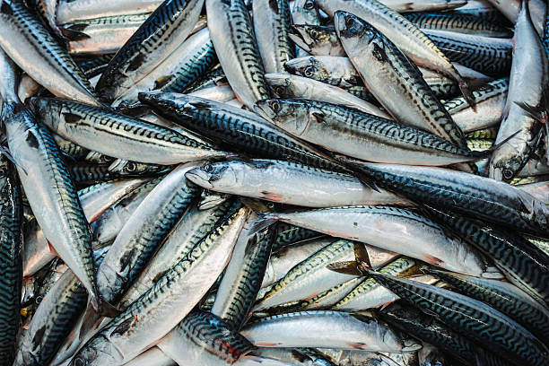 Close-up of freshly caught mackerel piled in a container at a fish market, representing the fishing industry, seafood trade and sustainability.